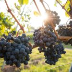 Uva – piccoli frutti pieni di salute