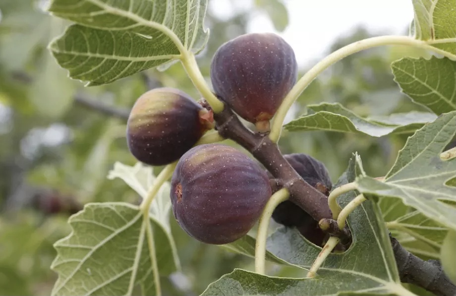 Tè di foglie di fico: benefici, modalità di preparazione e controindicazioni