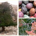 Terebinto: benefici, utilizzi medicali e altre cose interessanti