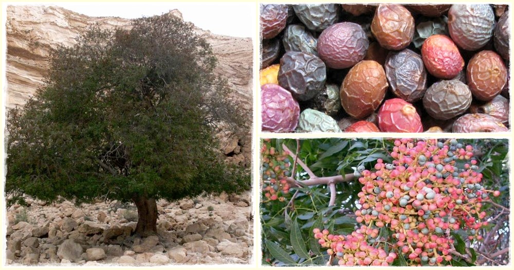 Terebinto: benefici, utilizzi medicali e altre cose interessanti