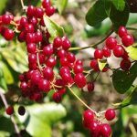 Sarsaparilla: una pianta usata da secoli per trattare il reumatismo e non solo