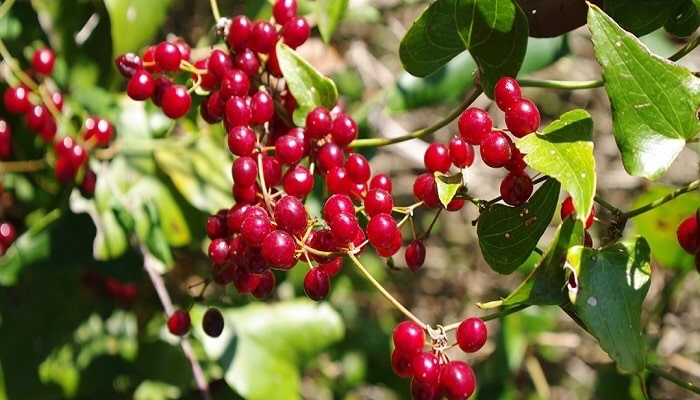 Sarsaparilla: una pianta usata da secoli per trattare il reumatismo e non solo