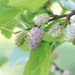 Tè di foglie di gelso: opzione naturale per la glicemia – Ricetta, consumo e controindicazioni