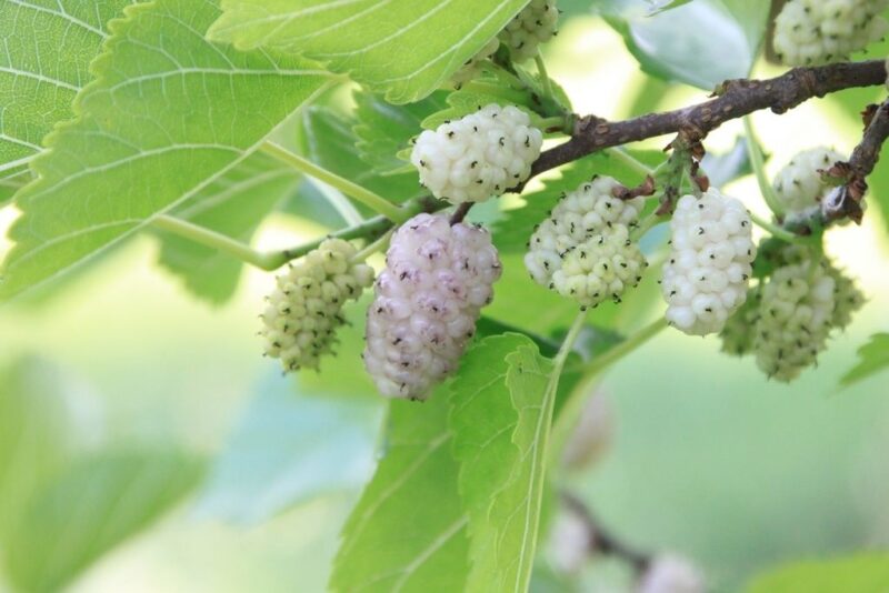 Tè di foglie di gelso: opzione naturale per la glicemia – Ricetta, consumo e controindicazioni
