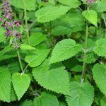 Urzica di giardino  Pianta aromatica delle foreste: benefici, studi, controindicazioni