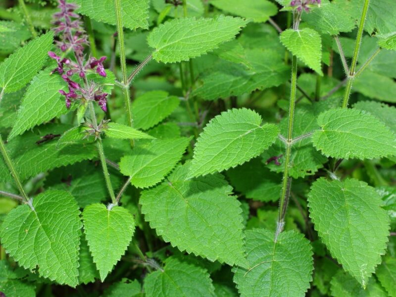 Urzica di giardino  Pianta aromatica delle foreste: benefici, studi, controindicazioni