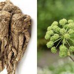 Dong Quai: 6 benefici per un rimedio cinese antico e come utilizzarlo con la dose raccomandata