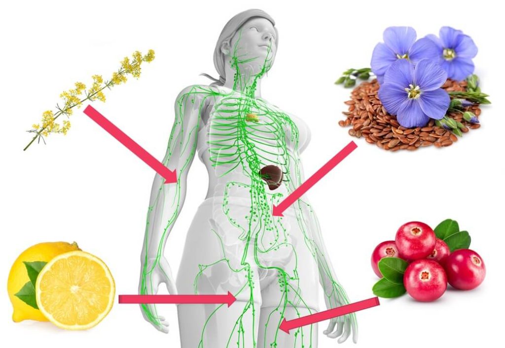 Come prendersi cura del SISTEMA LINFATICO per una vita senza malattie