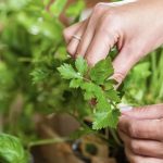 Le foglie di prezzemolo: un rimedio per purificare il sangue, benefici e modalità di consumo