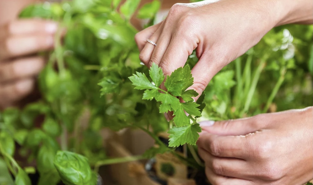 Le foglie di prezzemolo: un rimedio per purificare il sangue, benefici e modalità di consumo