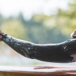 Il fango di Techirghiol: il tesoro terapeutico della Romania per dolori, pelle e infiammazioni