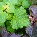 Perilla (Basilico Giapponese): Pianta miracolosa che neutralizza le tossine negli alimenti e come coltivare questa pianta nel tuo giardino