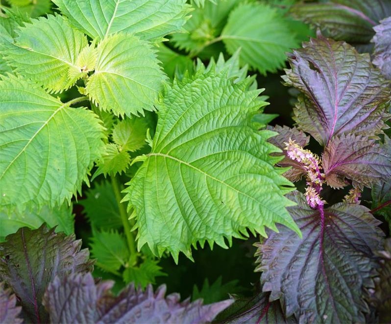 Perilla (Basilico Giapponese): Pianta miracolosa che neutralizza le tossine negli alimenti e come coltivare questa pianta nel tuo giardino