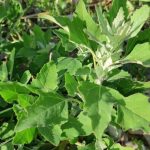 Loboda selvatica: pianta nutriente straordinaria: composizione, utilizzo, controindicazioni e ricette