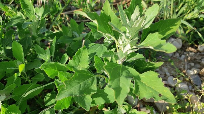 Loboda selvatica: pianta nutriente straordinaria: composizione, utilizzo, controindicazioni e ricette