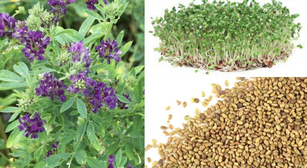 Alfalfa, il grande nutriente della natura
