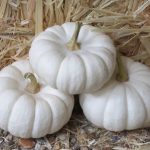 La zucca bianca: il rimedio autunnale per la nostra salute, a cosa ci aiuta e come consumarla