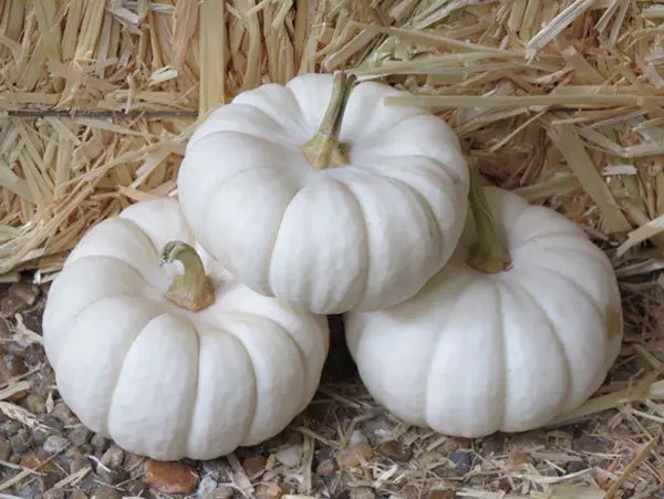 La zucca bianca: il rimedio autunnale per la nostra salute, a cosa ci aiuta e come consumarla