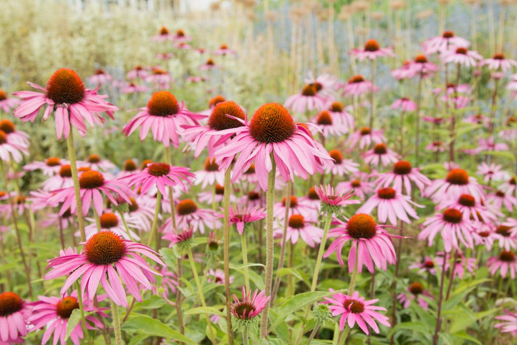 Echinacea: una pianta con molte proprietà curative – modalità d’uso e ricette