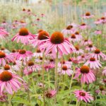 Echinacea: una pianta con molte proprietà curative – modalità d’uso e ricette