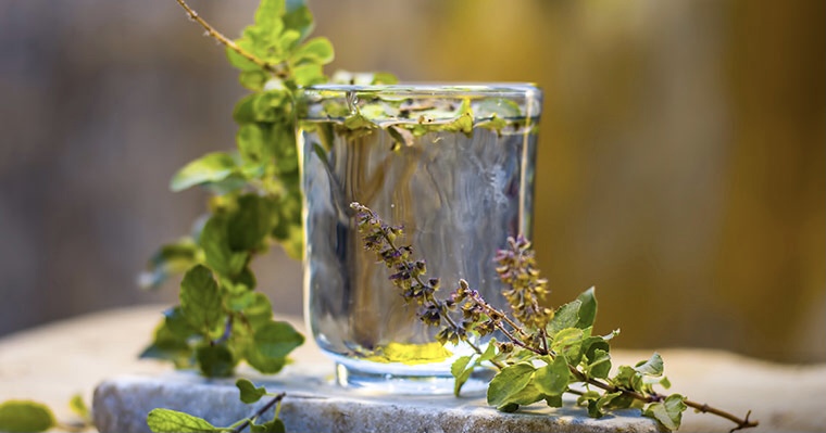 Tulsi (basilico sacro) pianta miracol, venerata dagli indù