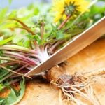 Radice di tarassaco per dimagrire: preparazione e modalità di consumo