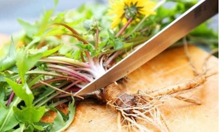Radice di tarassaco per dimagrire: preparazione e modalità di consumo