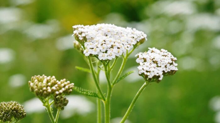 Achillea millefolium: il rimedio universale del giardino della nonna (ricette e utilizzo)