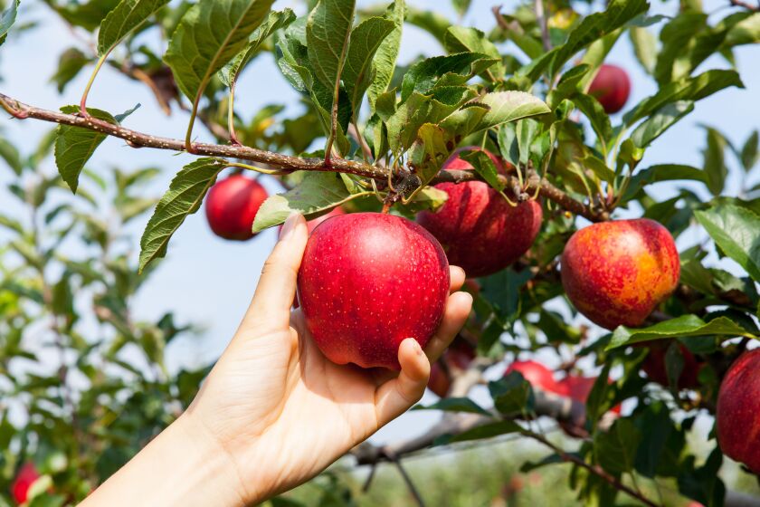 Mela: Il frutto supremo per la salute dell’intestino e del cuore a portata di tutti