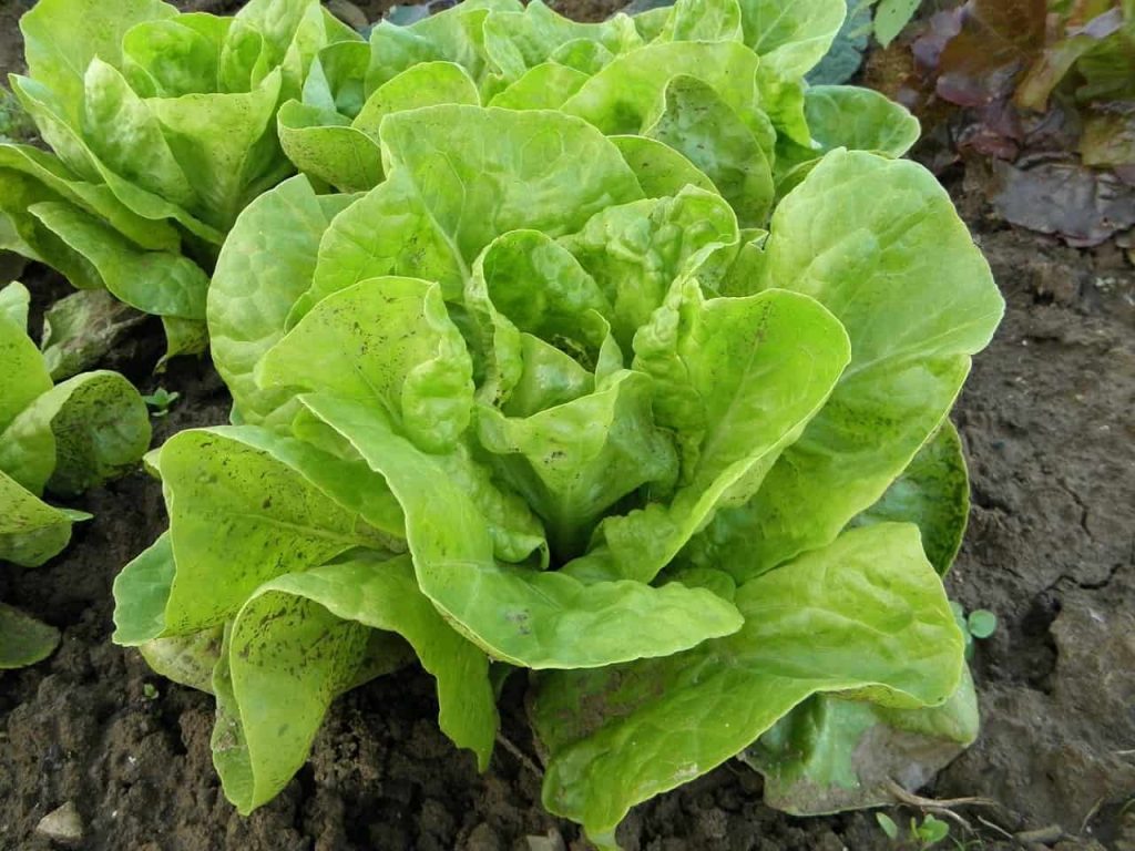Insalata verde e i suoi impressionanti benefici