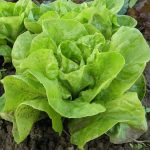 Insalata verde e i suoi impressionanti benefici