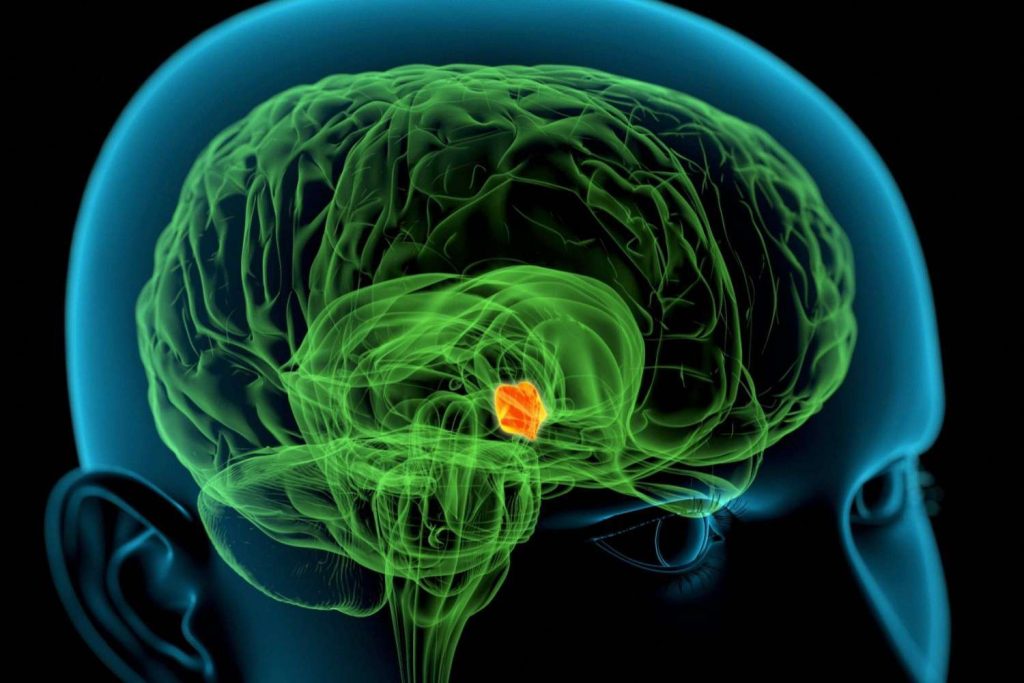 5 modi naturali per stimolare la funzione dell’ipotalamo e il suo ruolo nella salute dell’organismo