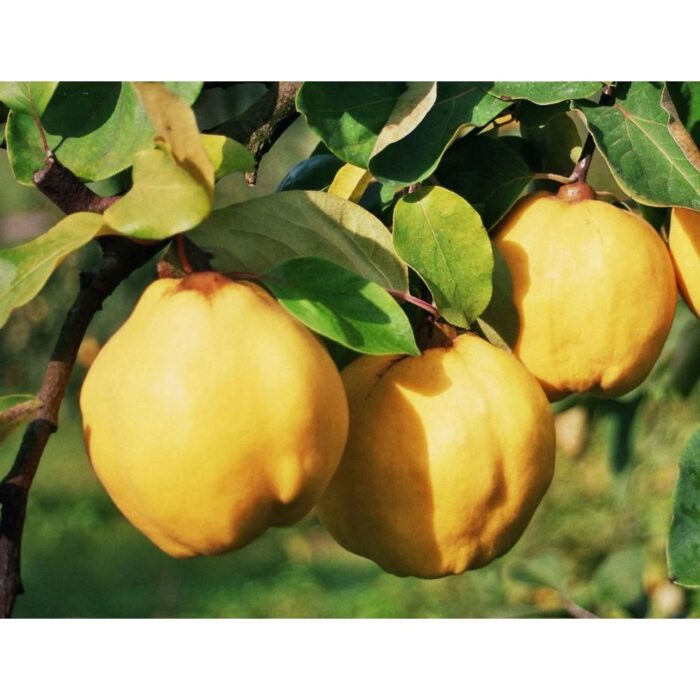 MELE QUINTE rimedi per affezioni respiratorie, digestive e cardiache (+ ricette)