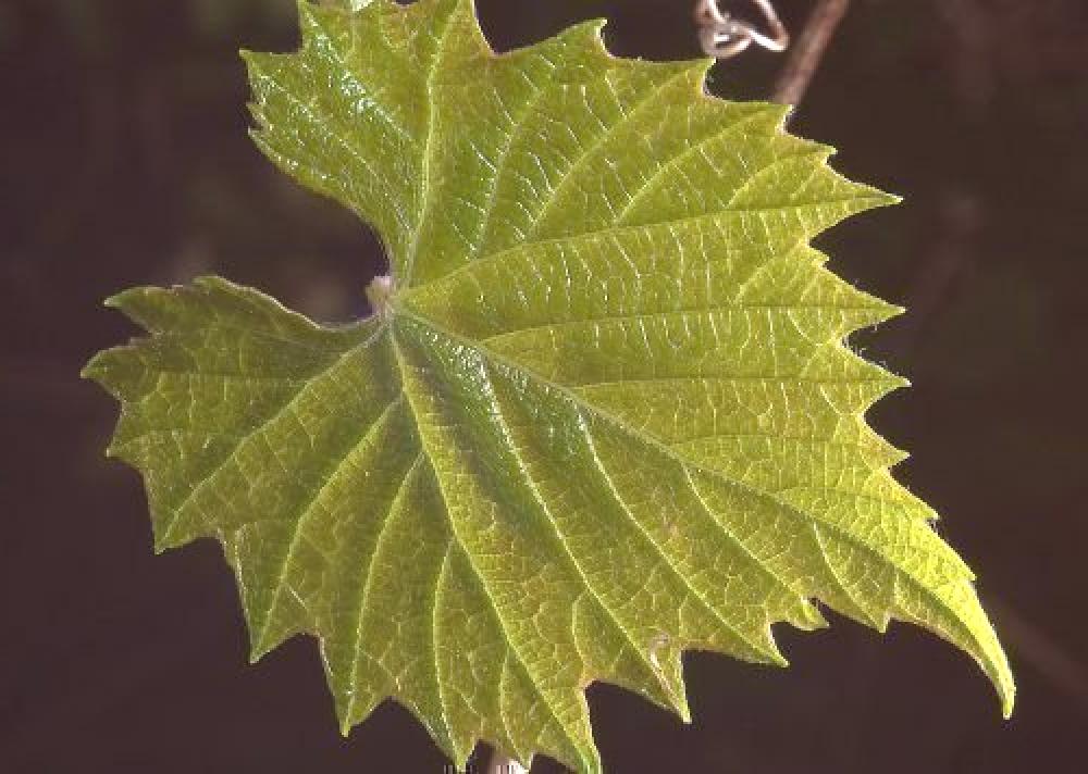 Foglie di vite: quanto sono salutari e come possiamo consumarle