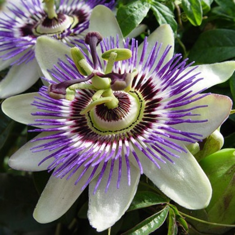 Il fiore della passione come aiuto nei momenti stressanti della vita