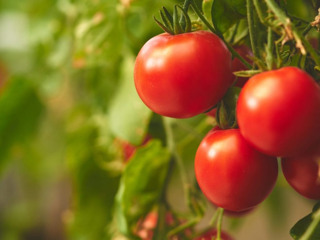 Quanto bene porta al corpo il consumo regolare di pomodori?