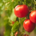 Quanto bene porta al corpo il consumo regolare di pomodori?