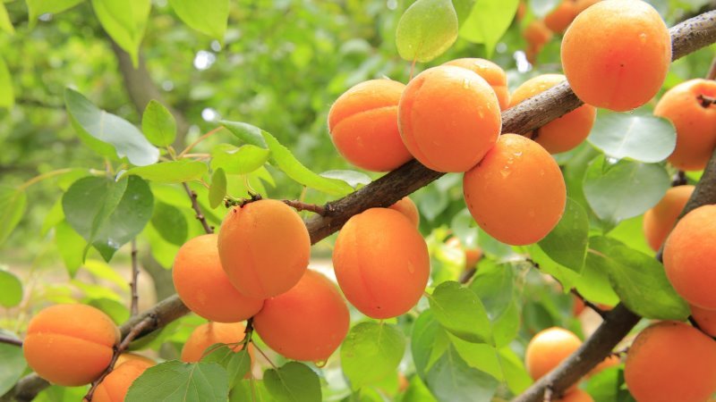 Albicocche: esplosione di nutrienti con massimi benefici per la salute