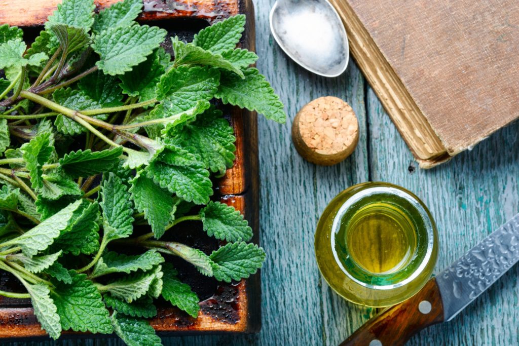 Olio di melissa: calmante naturale per corpo e mente (ricetta e modalità d’uso)