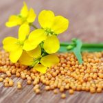 I semi di senape: piccoli ma potenti! Rimedi digestivi, antinfiammatori e tonici naturali (ricette e modalità d’uso)