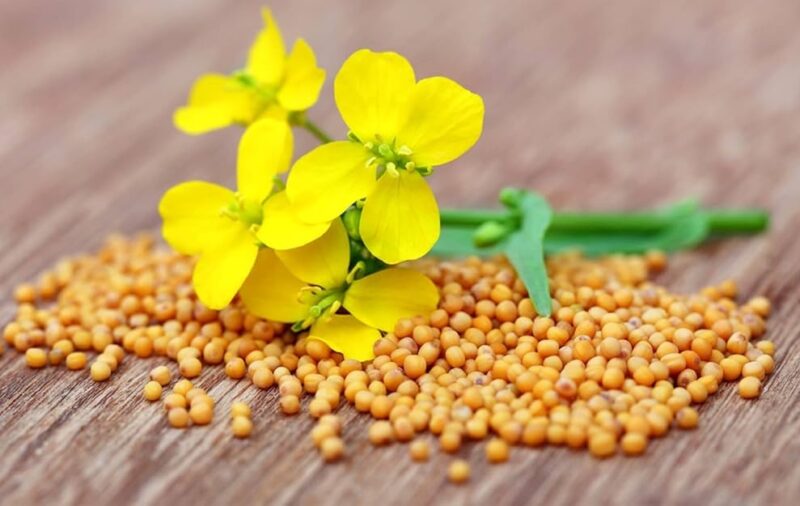 I semi di senape: piccoli ma potenti! Rimedi digestivi, antinfiammatori e tonici naturali (ricette e modalità d’uso)