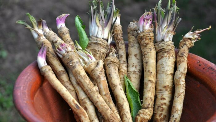 Il cibo considerato un medicinale naturale, ideale per il cervello, il cuore e le ossa, soprannominato l’oro del giardino romeno