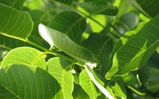 Le foglie di noce: quando diventano tossiche e come usarle in sicurezza