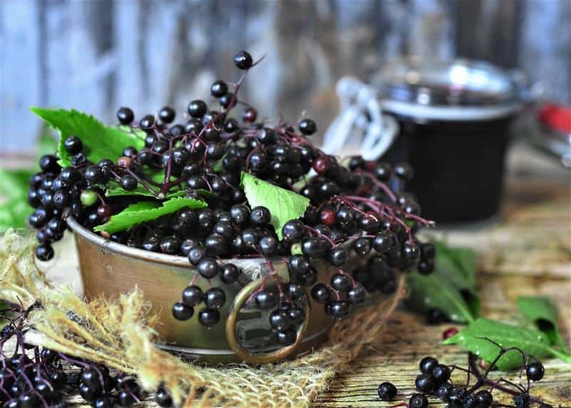 Frutti di sambuco: la potente farmacia della natura + ricetta sciroppo di sambuco