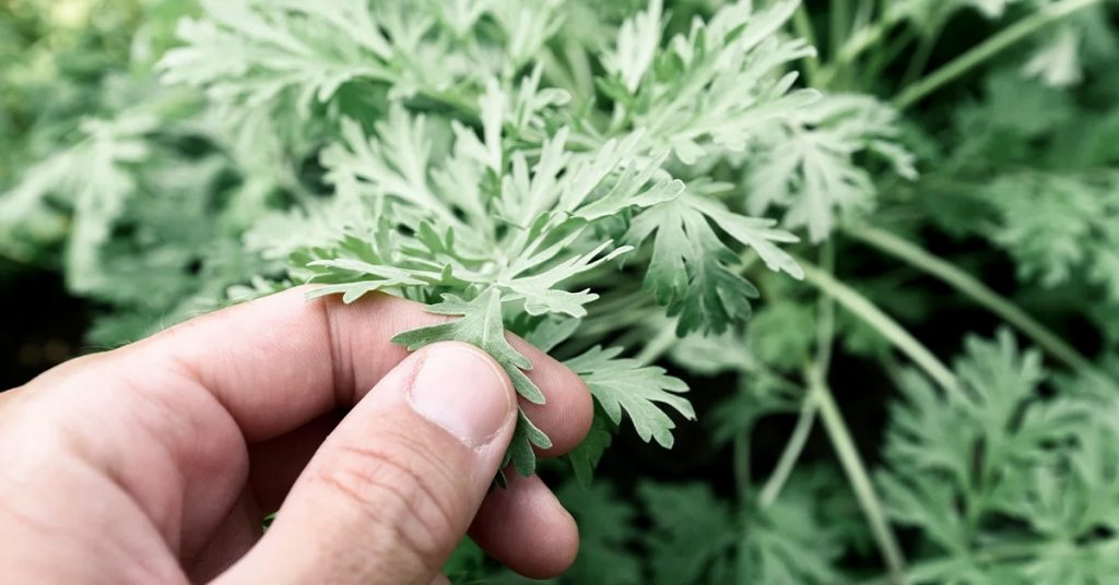 Scopri il potere dell’assenzio: un rimedio naturale per molte affezioni