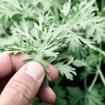 Scopri il potere dell’assenzio: un rimedio naturale per molte affezioni