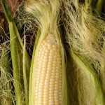 A cosa serve la seta di mais e come possiamo usarla: ricette