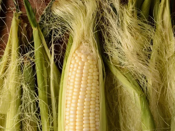 A cosa serve la seta di mais e come possiamo usarla: ricette