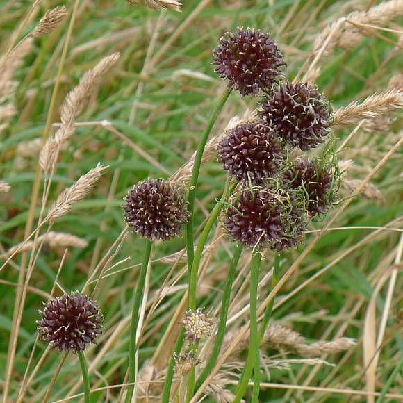 Allium vineale: una pianta preziosa, poco apprezzata