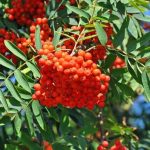 Estratto di sorbo: un aiuto naturale per la pressione arteriosa (studi)